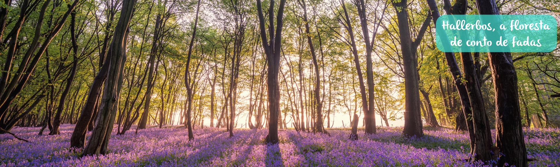 Lugares Curiosos – Hallerbos, a floresta de conto de fadas